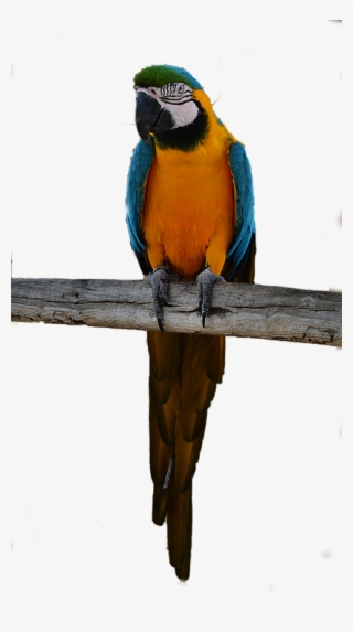 Laminated Poster Colorful Bird Parrot Png Poster Print - Macaw