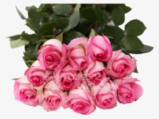 Classic Pink - Best Choice - Garden Roses