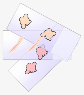 Histo Slides Clip Art At Clker - Clipart Histological Slides