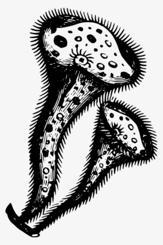 All Photo Png Clipart - Clip Art