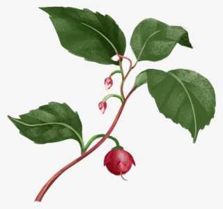 Rose Hip