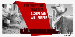 Rspca Australiaverified Account @rspca - Rspca Cupcake Day 2010