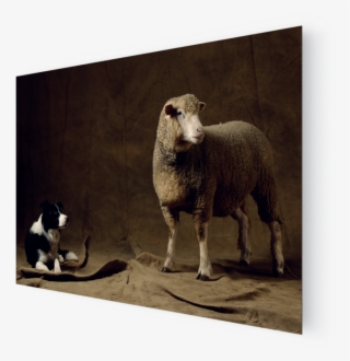 Photo Brebis, Ile De France - Sheep