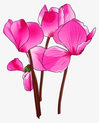 手绘盛开的紫色仙客来 - Cyclamen