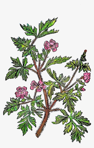 Twig Plant Stem Leaf Tree Botanical Illustration - Juniper