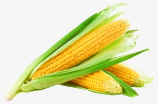 Corn Png Image - Sweet Corn