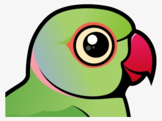 Rose-ringed Parakeet