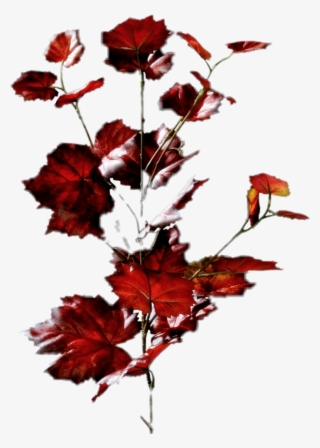 Report Abuse - Maple Leaf