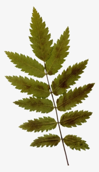 Dry Leaf - Fern