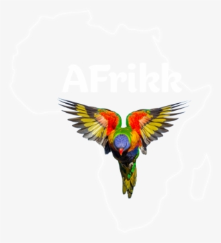 Afrikk - Macaw