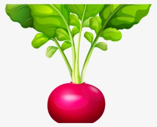 Beetroot Clipart Vegitables - Transparent Radish Clipart