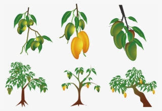 Mango Clip Art - Planta De Mango Dibujo