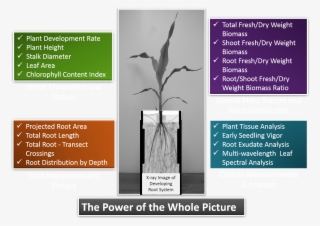 The Power Of The Whole Picture - Trophy