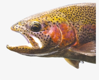 We've Never Killed A Fish - Trout