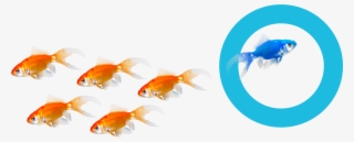 Find Out More Reasons Why Hoteliers Choose Us - Goldfish