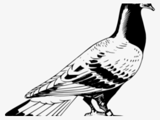 Drawn Pidgeons Pegion - Pigeon Png Black And White