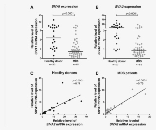 Siva1 And Siva2 Expression In Bone Marrow Cells From - Diagram