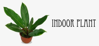 1 - Houseplant