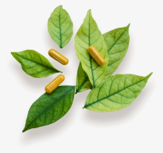 Image Created Nature1 - Bay Laurel