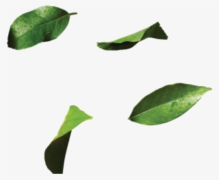 7up 7up 7up Pepsico - Datura Inoxia