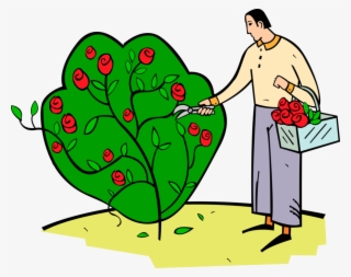 Vector Illustration Of Man Cuts Rose Flowers From Bush - Man Picking Flowers Clipart