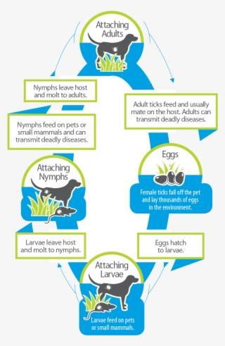Tick Life Cycle - Diagram
