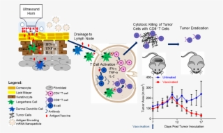 A Strong Ctl Response Is Essential For An Effective - Diagram