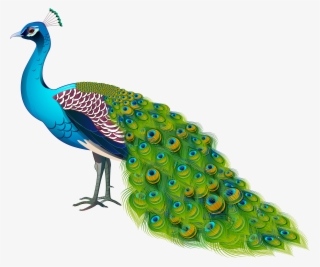 Peacock Transparent Image - Peafowl