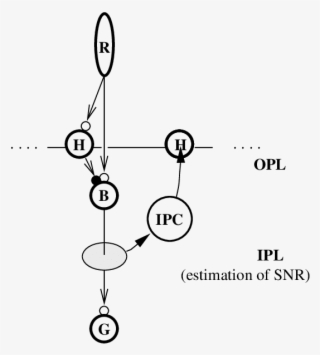 Illustration Of The Hypothesis On The Interplay Between - Diagram
