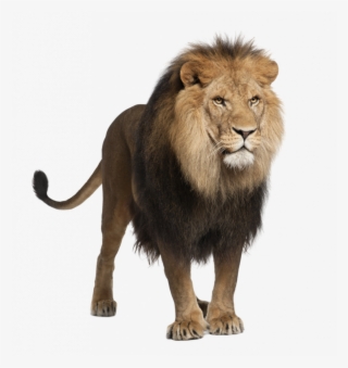 Unsurpassed Lions Photo Download Lion Png Images Free - Lion Stock