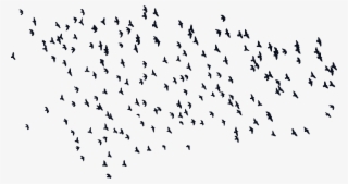 Input Flock Of Birds Silhouette