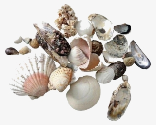 Moodboard Sticker - Shell