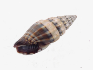 Costellaridae - Shells