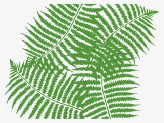 Fern Clipart Fern Plant - Jungle Leaf Clipart Transparent