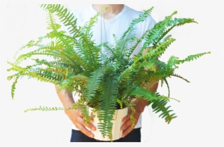 Ostrich Fern