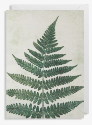 Ostrich Fern