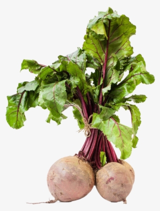 Fresh Beet Hd Picture - Кормовая И Сахарная Свекла