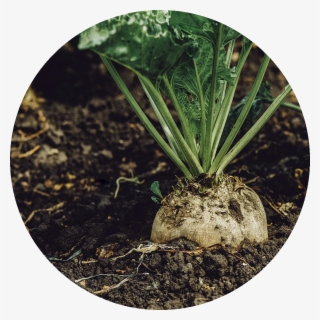 Sugar Beet - Applications Of Microbes In Agriculture Field