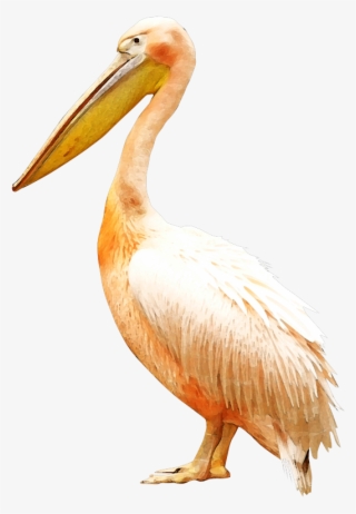 Clip Royalty Free Bird Pelican Clip Art - Bird