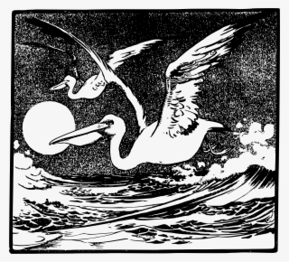 Pelicans Big Image Png - Duck