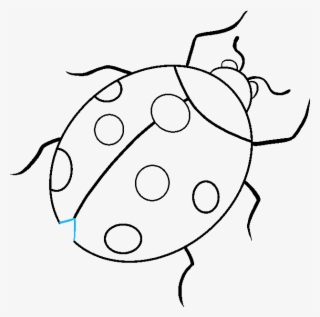 680 X 678 9 - Ladybug Drawing