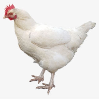 And No Design At All - Chicken