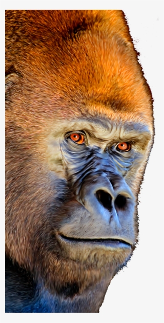 Gorilla-cellphone - Orange Harambe #6