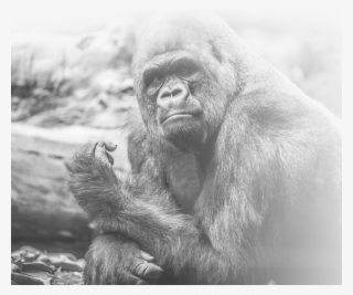 About Us - Common Chimpanzee