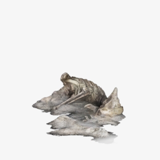 Driftwood