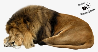 White Lion Clipart Sleeping Lion - Ne Diraj Lava Dok Spava Tekst