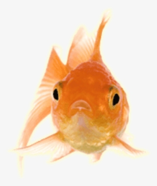 Free Png Download Gold Fish Front Png Images Background - Transparent Goldfish Gif