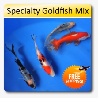 Specialty Goldfish Sampler [specialty Goldfish Mix] - Free Shipping