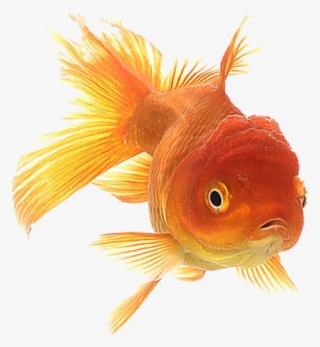 Goldfish Clipart File - Goldfish Animation