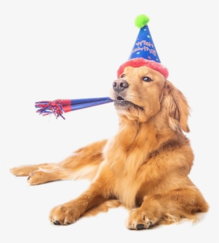 Dogbirthday-3 - Dog Party Hat Transparent